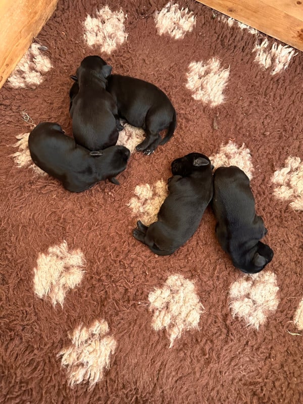 Schnauzer miniature - De Tierra Lemi