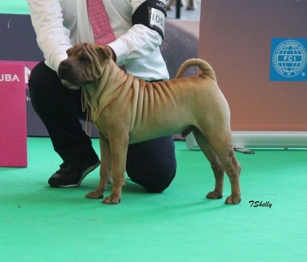 Orkaan Du Bouquet Imperial - 2 EME TRES PROMETTEUR MINOR PUPPY