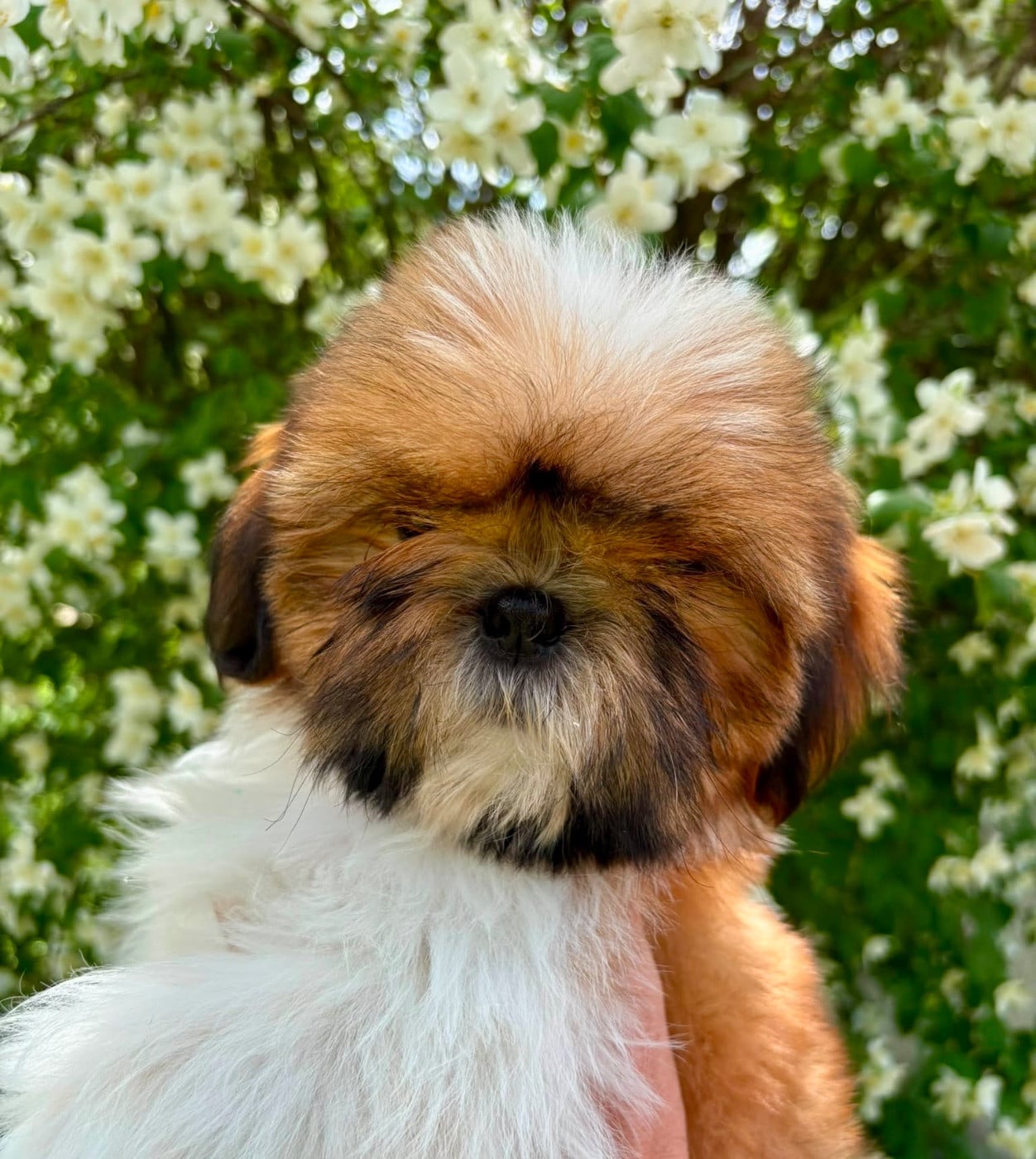 Shih Tzu - De La Baronnerie Des Cuillerdier