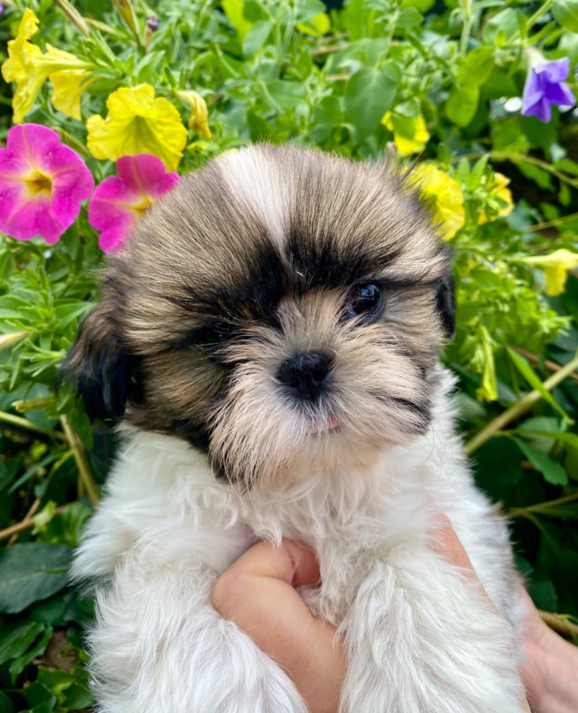 Shih Tzu - De La Baronnerie Des Cuillerdier