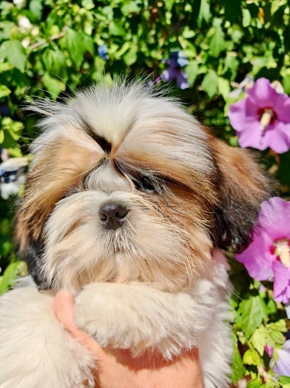 Shih Tzu - De La Baronnerie Des Cuillerdier