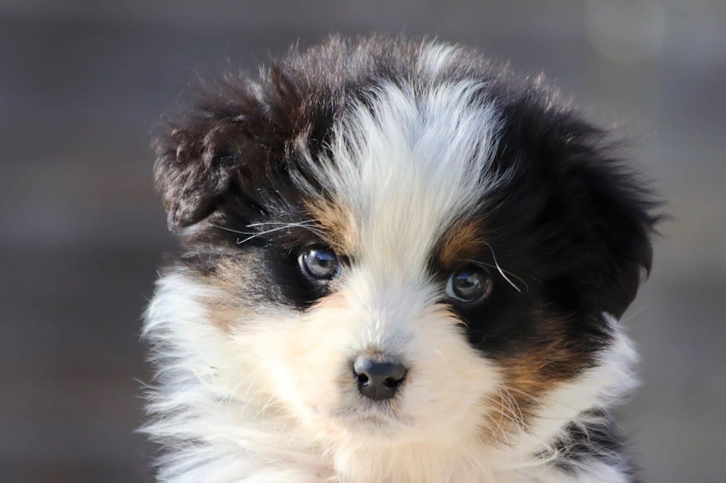 Berger Australien - De La Baronnerie Des Cuillerdier