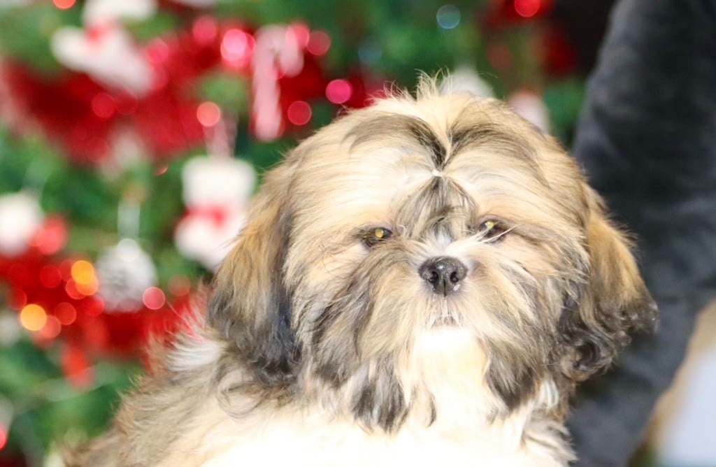 Shih Tzu - De La Baronnerie Des Cuillerdier