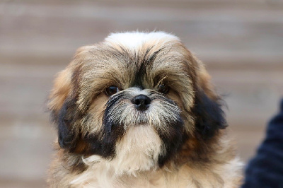 Les chiots de Shih Tzu