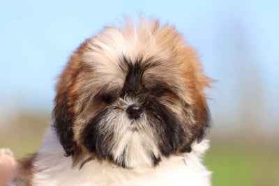 Les chiots de Shih Tzu