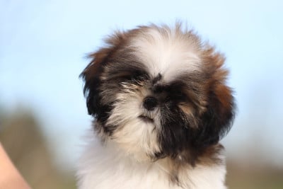 Les chiots de Shih Tzu