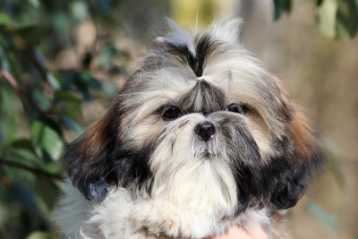 Les chiots de Shih Tzu