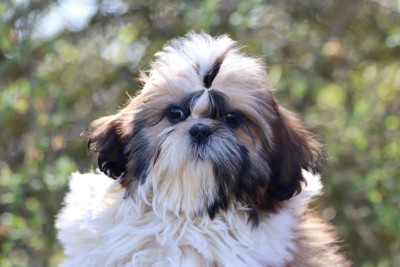 Les chiots de Shih Tzu