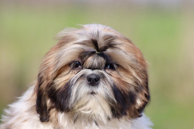 Les chiots de Shih Tzu