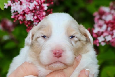 Les chiots de Berger Australien