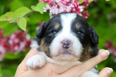 Les chiots de Berger Australien