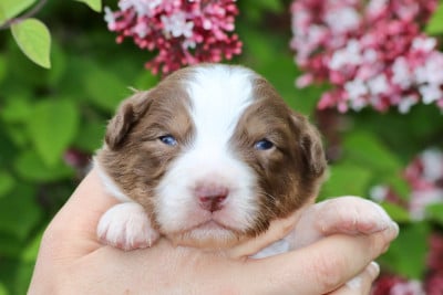 Les chiots de Berger Australien