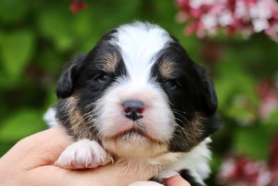 Les chiots de Berger Australien