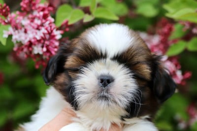 Les chiots de Shih Tzu