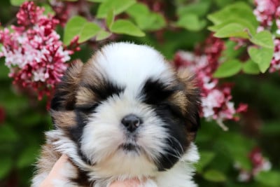 Les chiots de Shih Tzu