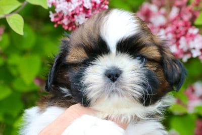 Les chiots de Shih Tzu