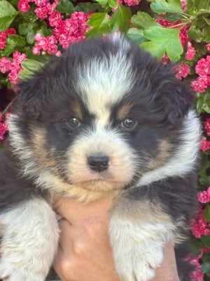 Les chiots de Berger Australien