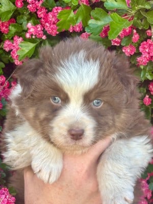 Les chiots de Berger Australien