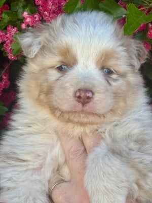 Les chiots de Berger Australien