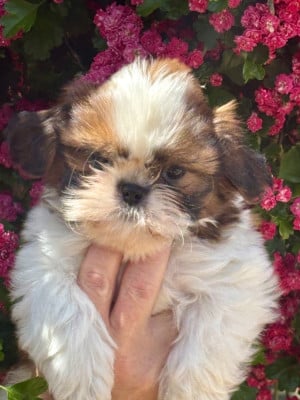 Barbanelle - Shih Tzu