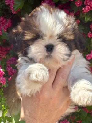 Barbidul - Shih Tzu