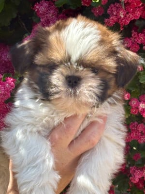 Barbidou - Shih Tzu
