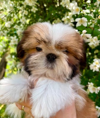Les chiots de Shih Tzu
