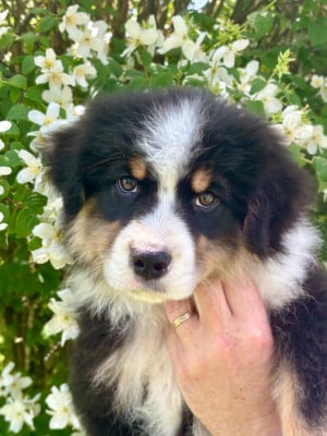 Les chiots de Berger Australien