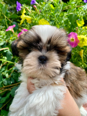 Les chiots de Shih Tzu