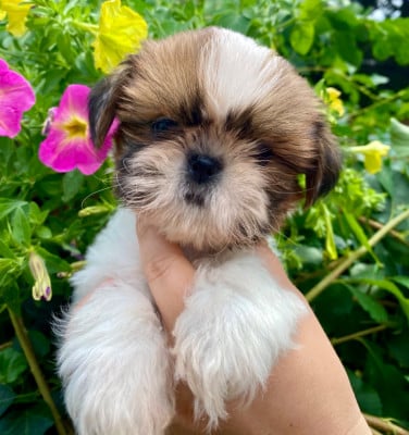 Les chiots de Shih Tzu