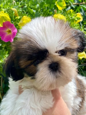 Les chiots de Shih Tzu