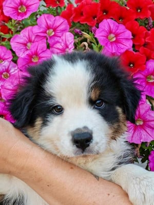 Les chiots de Berger Australien