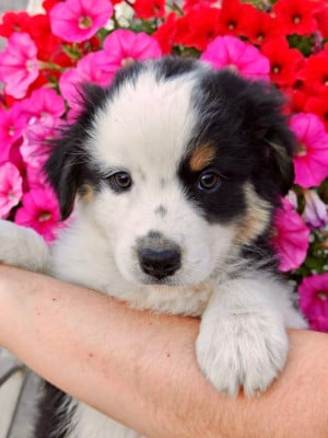Les chiots de Berger Australien