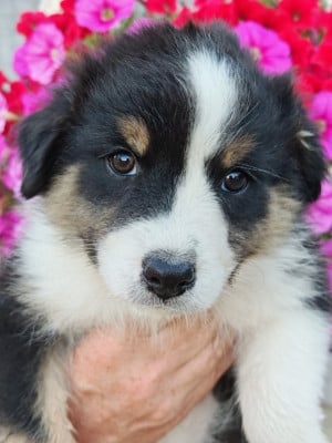 Les chiots de Berger Australien