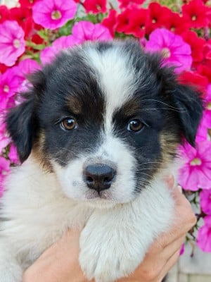 Les chiots de Berger Australien