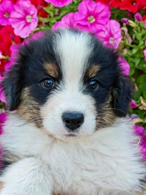 Les chiots de Berger Australien