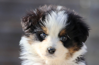 Les chiots de Berger Australien