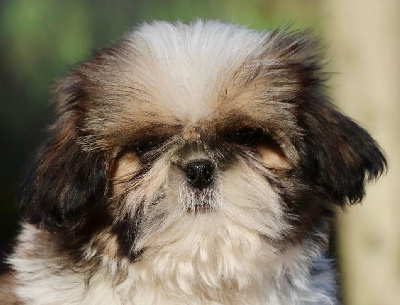 Les chiots de Shih Tzu