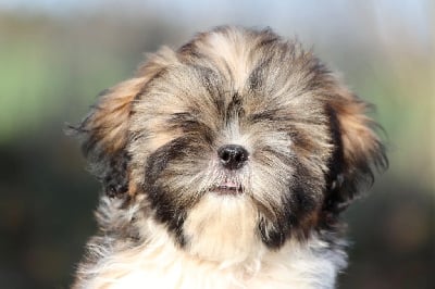 Les chiots de Shih Tzu