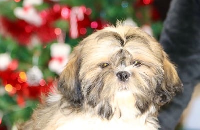 Les chiots de Shih Tzu