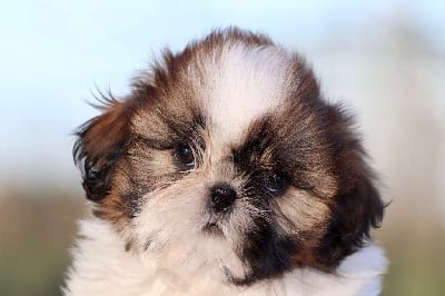 Les chiots de Shih Tzu