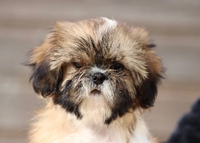 Les chiots de Shih Tzu
