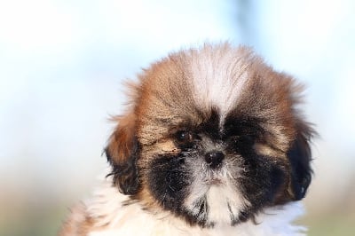 Les chiots de Shih Tzu