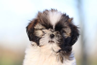 Les chiots de Shih Tzu