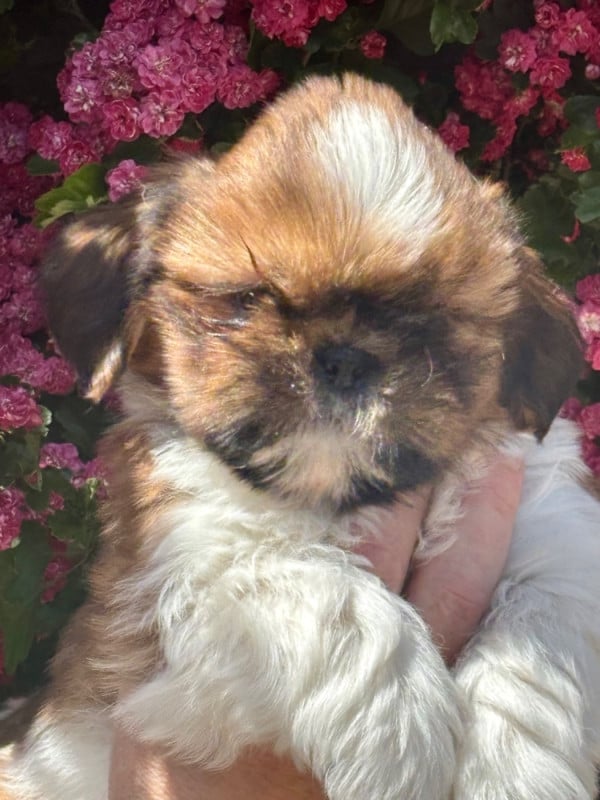 Shih Tzu - De La Baronnerie Des Cuillerdier