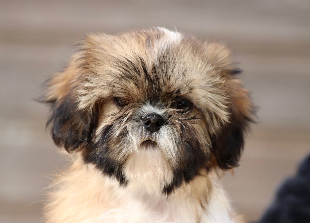 Shih Tzu - De La Baronnerie Des Cuillerdier