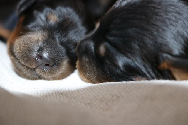 CHIOT 6 - Setter Gordon