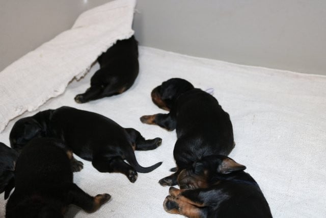 CHIOT 7 - Setter Gordon