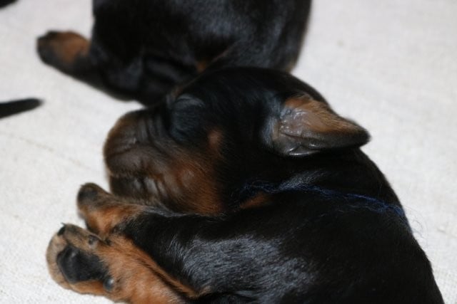 CHIOT 8 - Setter Gordon