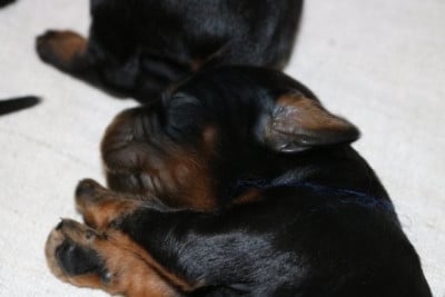 Les chiots de Setter Gordon